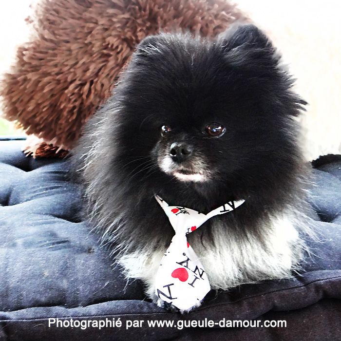 Cravate pour chien originale pas chere cadeaux originaux petits prix