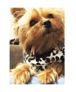 t-shirt for small dog yorkshire leopard trendy cheap for sale online fast delivery guyana martinique