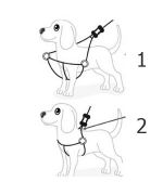 Utilisation harnais step-in pour chien et chat