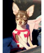 vêtement pour petit chhuahua taille XS sans manche facile à mettre bien chaud pas cher