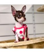 lilou petit chihuahua avec son petit pull polaire taille XS