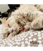 rhinestone cat pendant