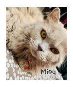pendentif coeur en strass pour chien et chat
