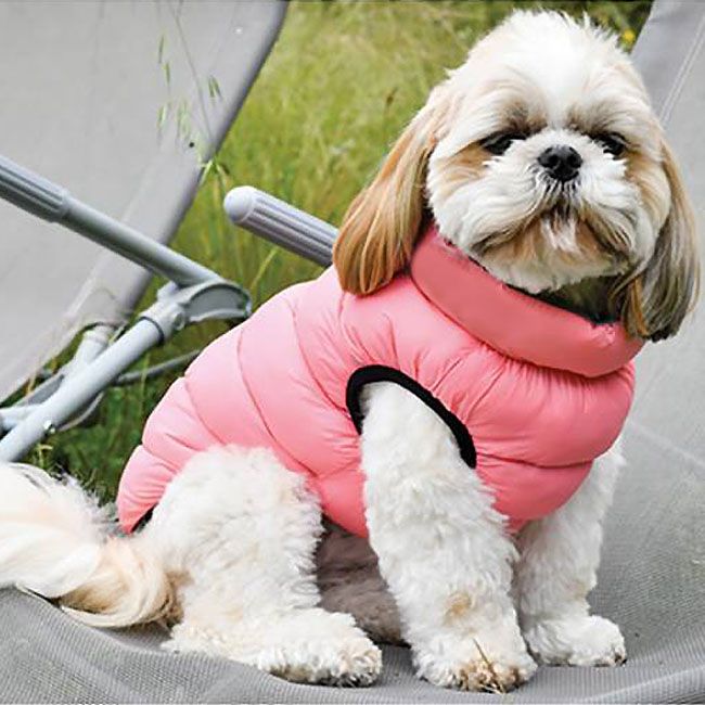 manteau chien femelle