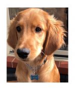 medal for golden retriever