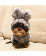 too cute clothes for baby dog