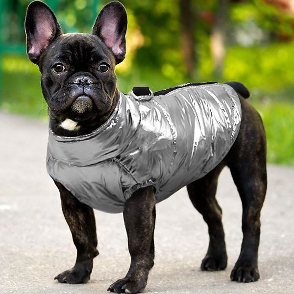 waterproof french bulldog jacket