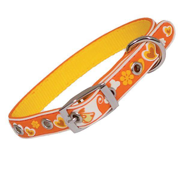 collar for small colorful dog