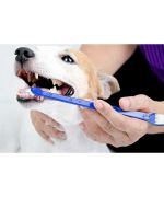 cepillo de dientes para perros