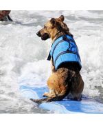 chaleco salvavidas para perro grande