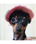 casquette pour chihuahua