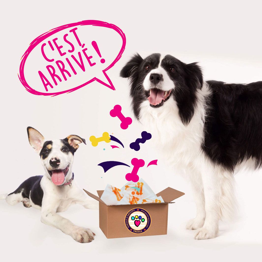 Coffret cadeau pour chien Caroube