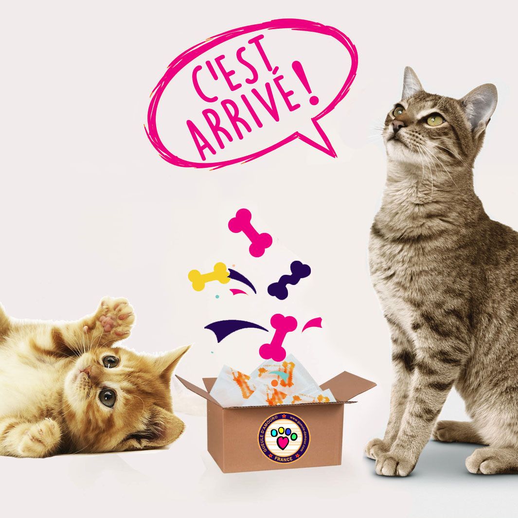 Box Surprise pour chat - V.I.P