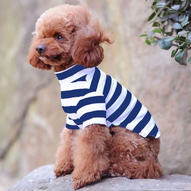 elegante suéter de perro