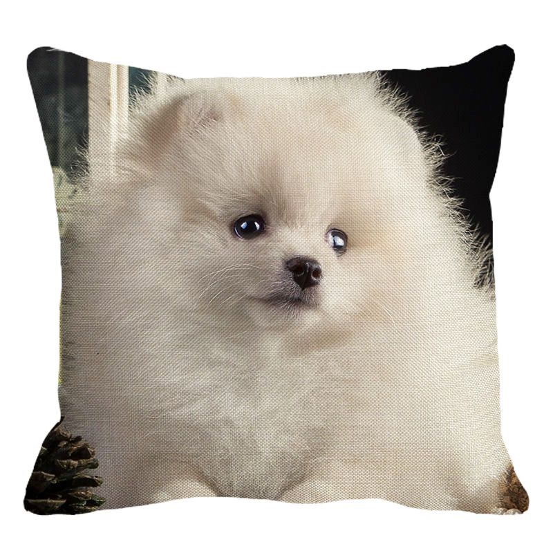 white spitz cushion