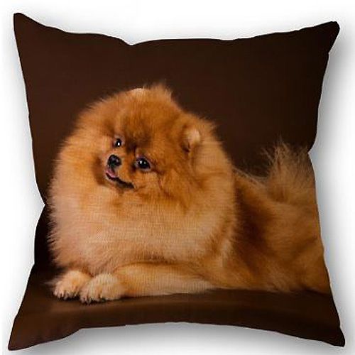 cushion spitz gift