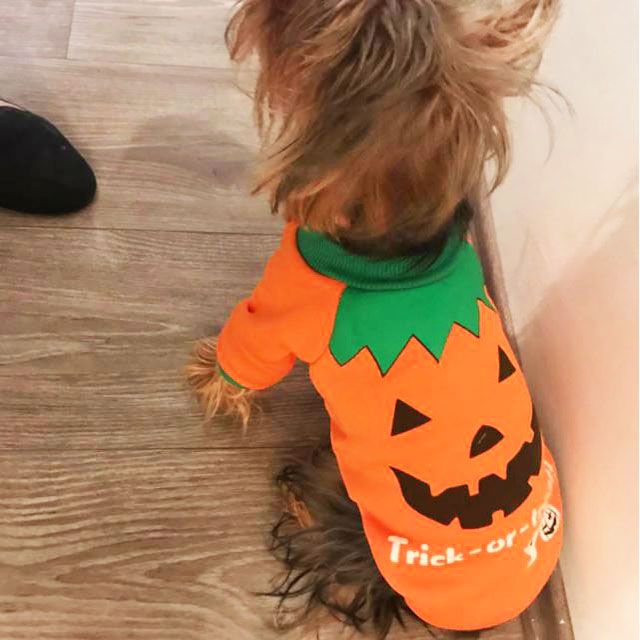 Suéter de perro calabaza - Halloween