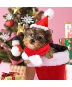 bonnet de Noel