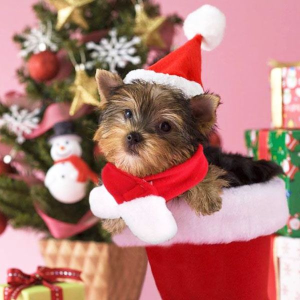 Terapia vecino Puede ser ignorado Accesorios De Navidad Para Perros - Accesorios De Navidad Para Perros  Baratos