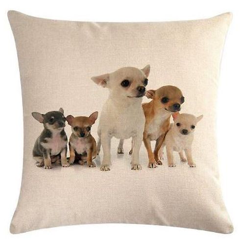 coussin chihuahuas