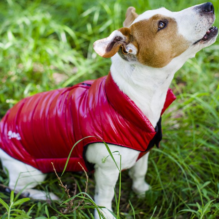 abrigo de perro rojo
