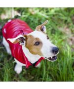 Manteau chaud pour jack russel