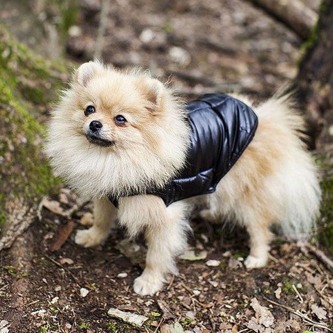 warm down jacket for spitz