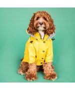 cocker spaniel coat