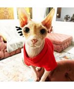 tenue pour sphynx chat