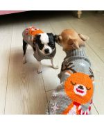 woolen sweater for nice dog