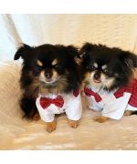 gilet de mariage pour chien