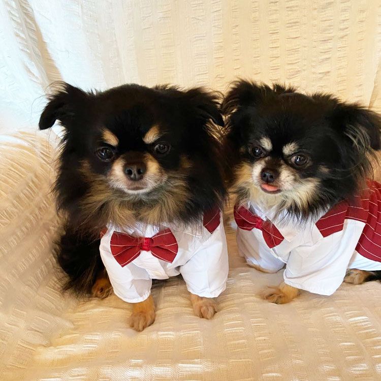 dog wedding vest