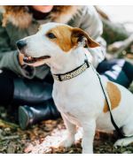 Collier leopard pour chien