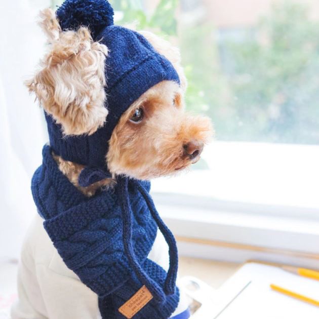 Gorros para perros Beanie