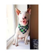 bandana para bull terrier