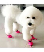 chien portant des petites bottines pour proteger ses pattes