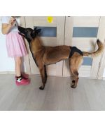 culotte pour chienne de grande taille