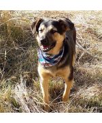 perro regalo bandana