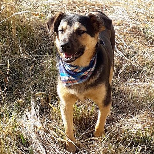 perro regalo bandana