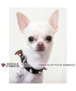 Collar con tachuelas para perro pequeño