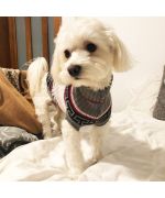 pull pour coton de tulear