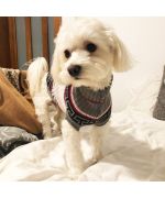 cotton tulear sweater