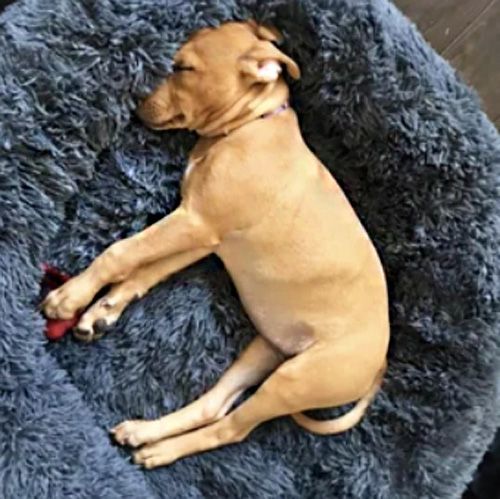 cozy dog basket