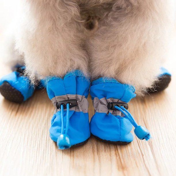 dog snow shoe