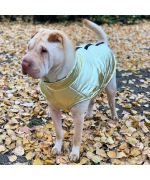 coat for sharpei