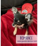 t shirt for chihuahua