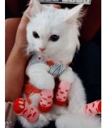 chaussette pour chat