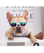 lunette pour grand chien bouledogue