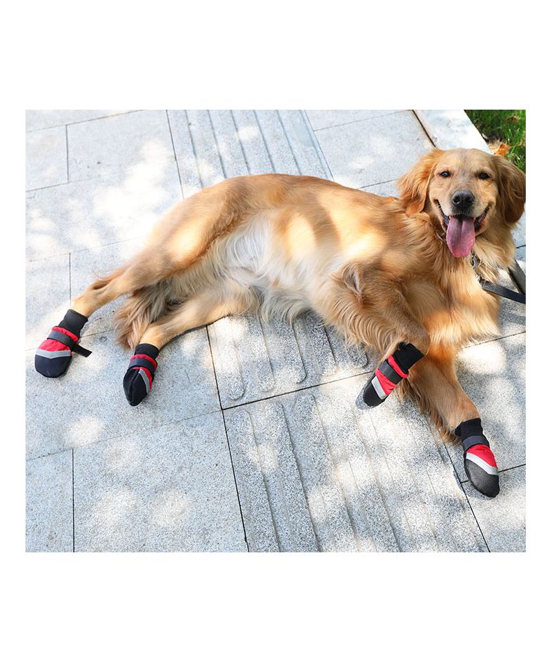 Chaussures pour grand chien - Chaussure gros chiens