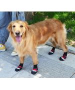 chaussures pour grands chiens